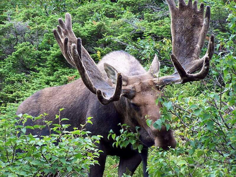 PRIVATE Wilderness and Wildlife Walking Tour - 2.5H - Who Should Consider This Tour?
