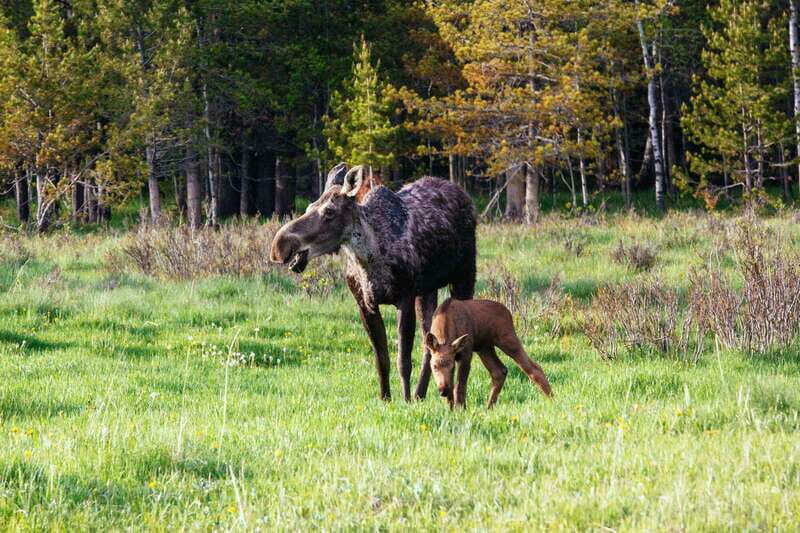 PRIVATE Wilderness and Wildlife Walking Tour - 2.5H - The Sum Up