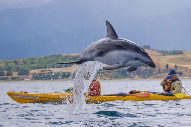 Private Wildlife Kayaking Tour - Kaikoura - Inclusions and Equipment