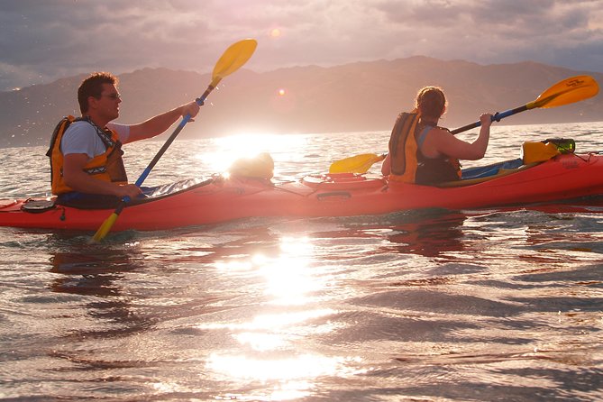 Private Wildlife Kayaking Tour - Kaikoura - Experience Requirements