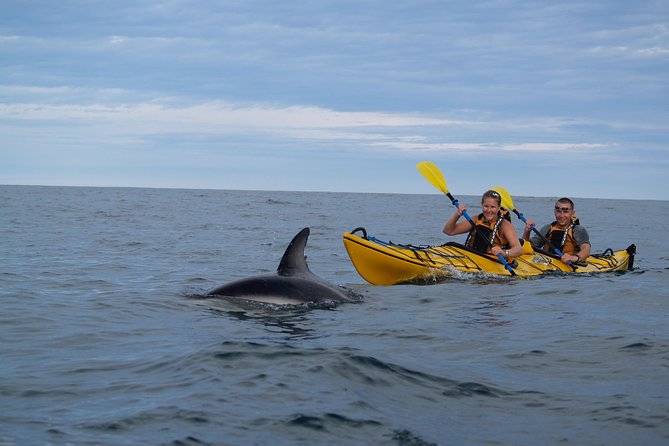 Private Wildlife Kayaking Tour - Kaikoura - Reviews and Confirmation