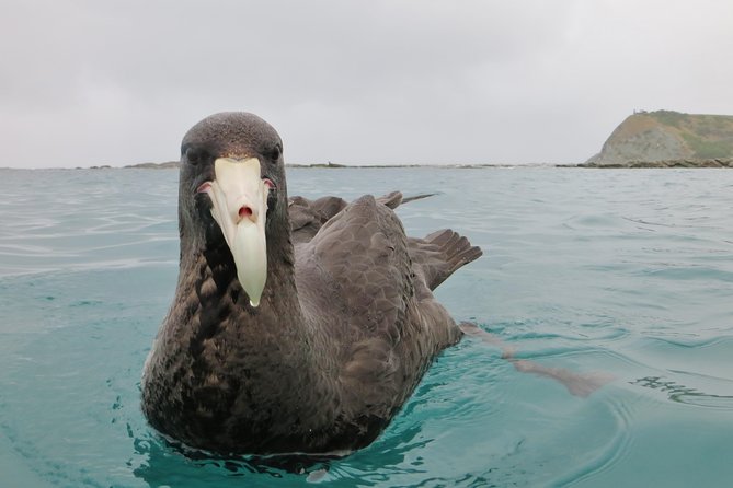 Private Wildlife Kayaking Tour - Kaikoura - Scenic Kaikoura Coastline