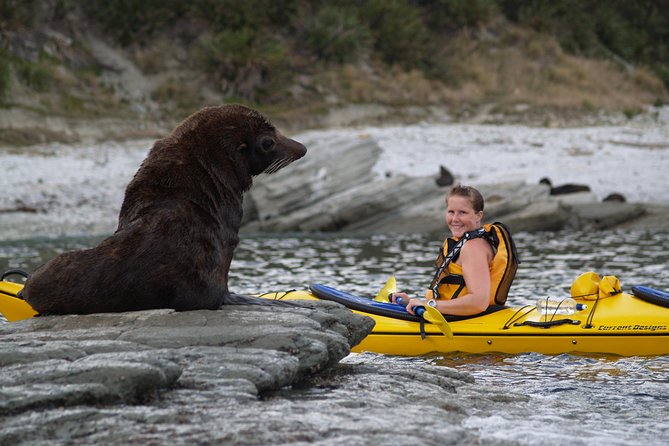 Private Wildlife Kayaking Tour - Kaikoura - Guaranteed Seal Sightings