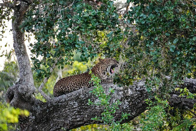 Private Wildlife Safari in Yala National Park Sri Lanka - What to Expect on Your Yala Safari