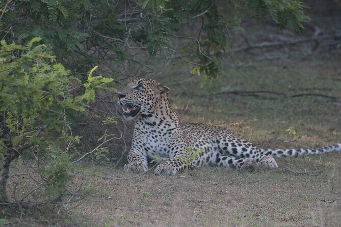 Private Wildlife Safari in Yala National Park Sri Lanka - Summary: Why Choose This Safari?