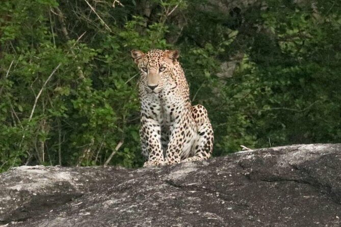 Private Wildlife Safari in Yala National Park Sri Lanka - FAQs