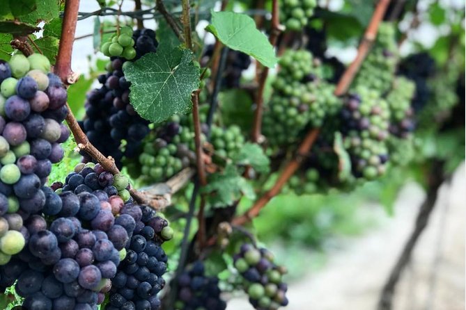 Private Wine & Charcuterie Tour (Customizable) - Wine Tasting Experience
