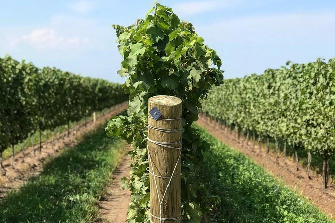 Private Wine & Charcuterie Tour (Customizable) - Private Transportation