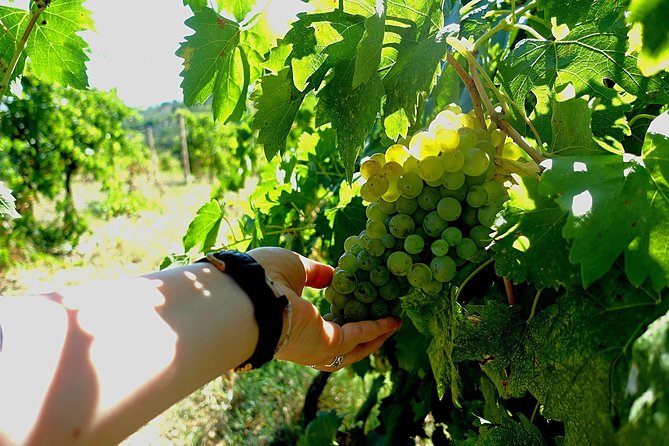 Private Wine & Evo Oil Tasting With Truffle Meal - Guests Experiences and Ratings