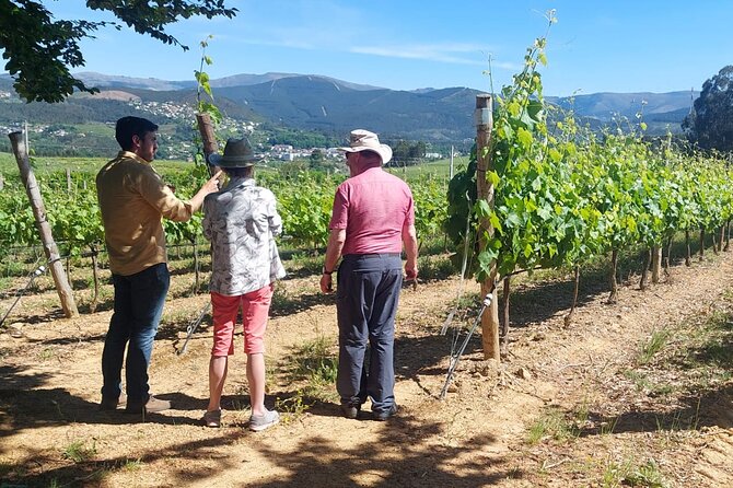 Private Wine Experience in Rota Do Vinho Verde With Lunch - Key Points