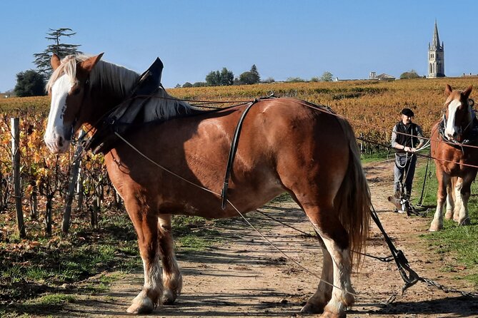 Private Wine Lovers - Super St Emilion - Behind the Scenes Visits Top Chateaux and Medieval Town - Pickup and Logistics