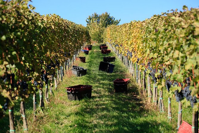 Private Wine Tasting and Sightseeing in the Historic Towns of Eger and Gyongyos - An Unforgettable Wine Tasting Experience