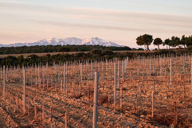 Private Wine Tasting and Walks in the Vineyards of Rivesaltes - Traveler Reviews and Recommendations