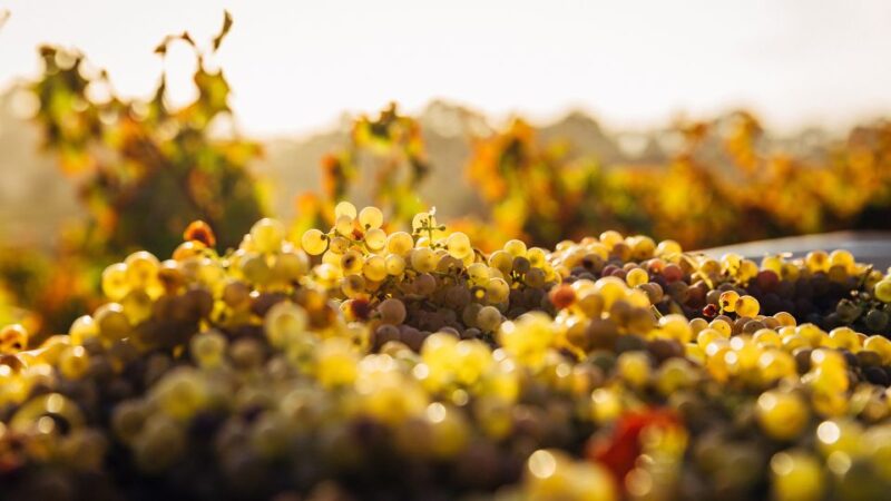 Private Wine Tasting Experience in Athens - Wines Sampled From Greece