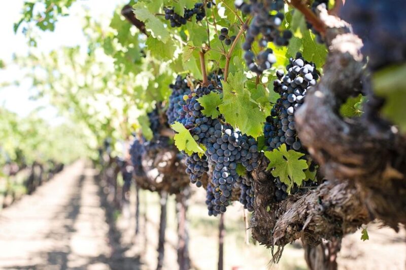Private Wine Tasting for Couples With a View of Firenze - Pricing and Reservations