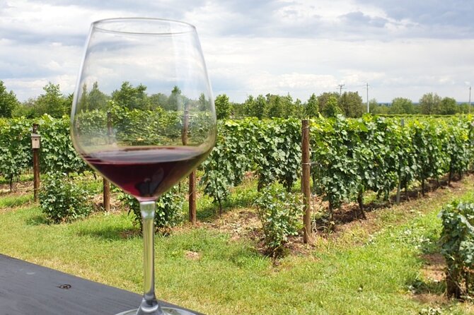 Private Wine Tasting in Cellar and the Winemaking Process - Tasting Experience Quality