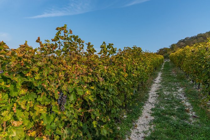 Private Wine Tasting in Mezzane Di Sotto - Highlights of the Experience