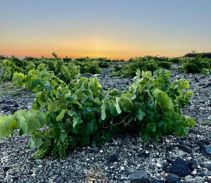 Private Wine Tasting in Santorini & Thirassia - Inclusions and Exclusions