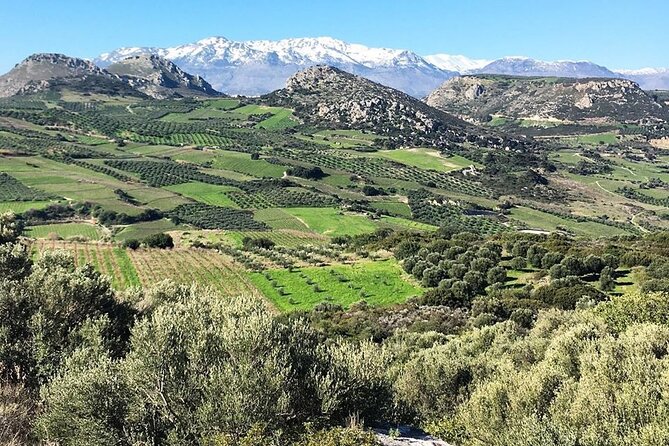 Private Wine Tasting & Lunch @ Lyrarakis Winery - Transfer Inclu - Tour Operator Background