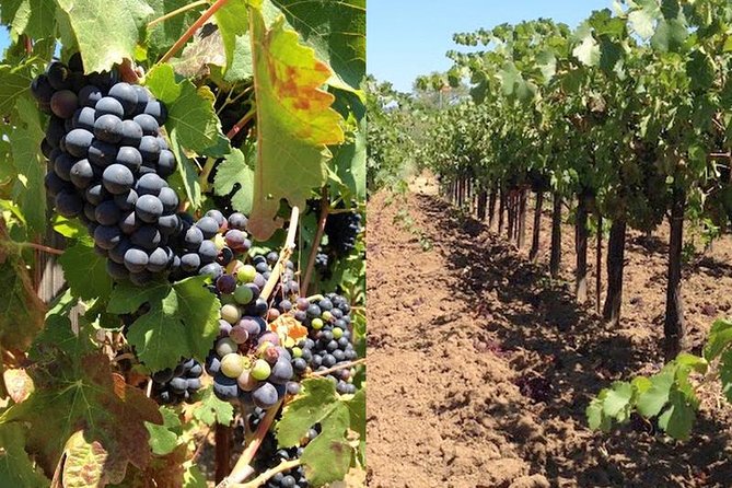 Private Wine Tasting Tour From Santa Ynez, Solvang or Buellton! - Inclusions