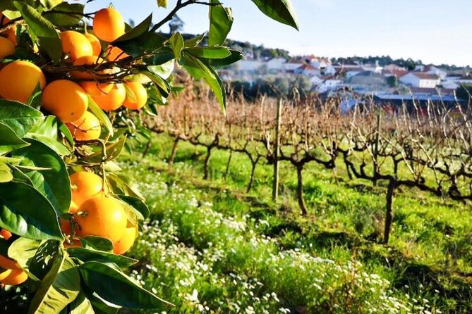 Private Wine Tasting Tour In Lisbon Wine Region - Participation Details