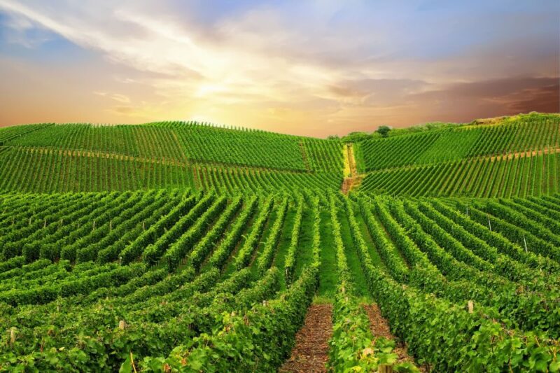 Private Wine Tasting Tour in Munich With a Wine Expert - Meeting Point