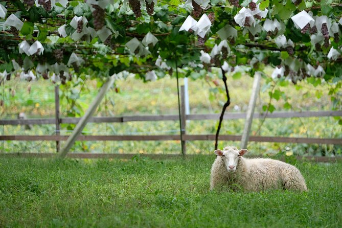 Private Wine Tasting Tour in Yamanashi Prefecture - Private Tour Experience