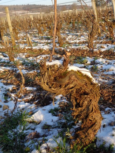 Private Wine-Tasting : Tour of Local Wine Producers. - Knowledgeable Local Guide