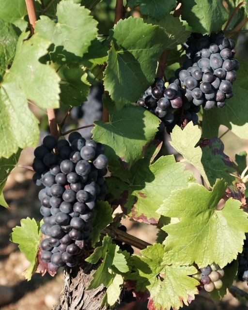 Private Wine-Tasting : Tour of Local Wine Producers. - Frequently Asked Questions
