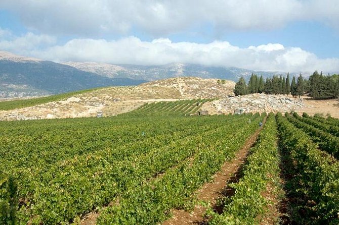 PRIVATE Wine Tasting Tour to the Bekaa Valey Fabulous Wineries - Visiting Château St. Thomas
