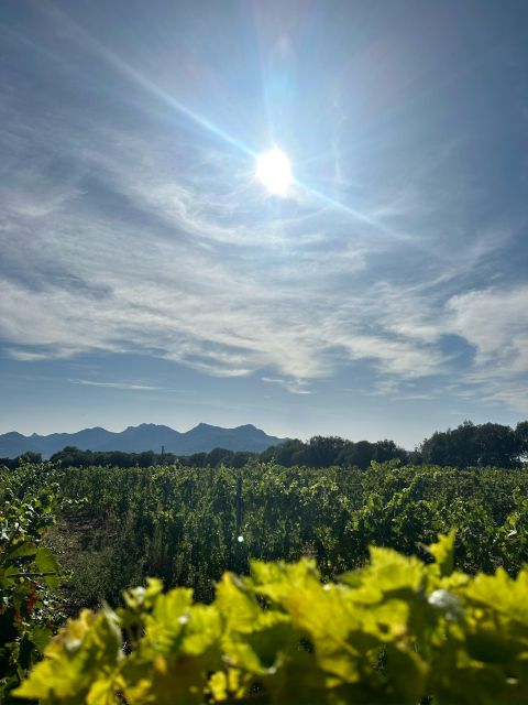 Private Wine Tastings Around Calvi & Île-Rousse - Discovering Corsican Culinary Delights