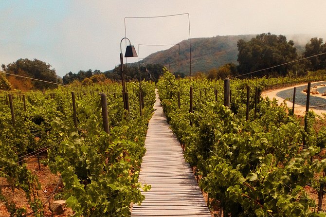 Private Wine Tour at Valle De Guadalupe (A Wine Tasting Included). - Transportation and Pickup Options