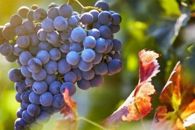 Private Wine Tour in Hunter Valley Pokolbin - The Experience of a Guide and the Private Format