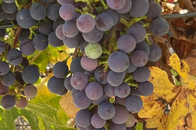 Private Wine Tour in Napa Valley: SUV For Up To 6 Guests - Group Size
