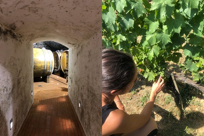 Private Wine Tour of Chianti - Scenic Drives
