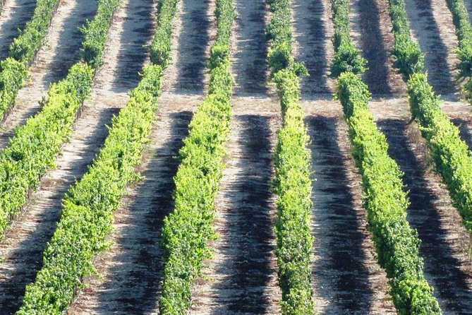Private Wine Tour of Northern Israel - Pricing and Duration