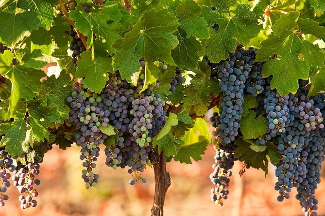 Private Wine Tour of Northern Israel - Booking and Cancellation