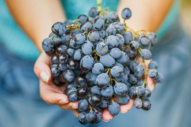 Private Wine Tour of the Vineyards on the French Riviera - Customer Reviews