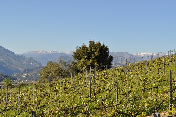 Private Wine Tour of the Vineyards on the French Riviera - Exceptional Local Vineyards