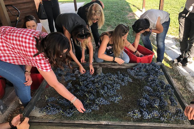 Private Wine Tour With a Sommelier From Assisi - Dinner Included in Montefalco - Key Points