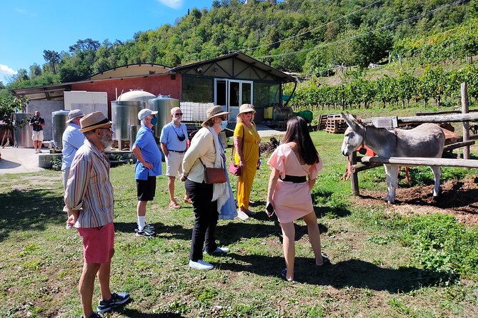Private Wine Tour With Sommelier - the Elegance of Garfagnana - Tasting Podere Concoris Wines