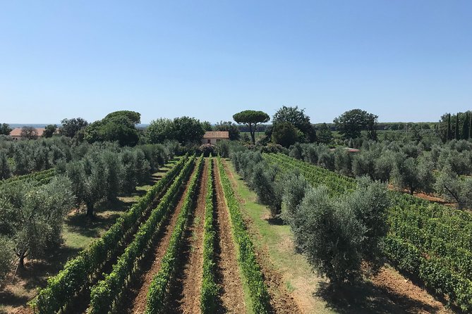 Private Wine Tour With Sommelier - the Magical Bolgheri (2 Wineries) - Pickup and Meeting Details