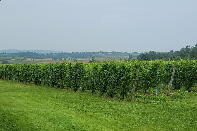 Private Wine Tours from Halifax - The Value of This Experience
