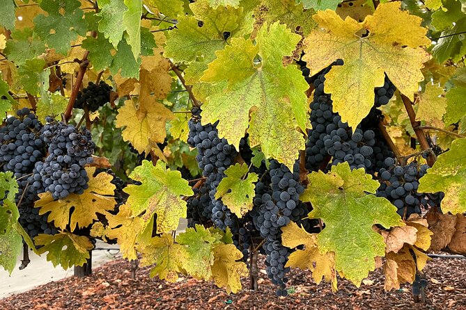 “Private Wine Tours of Napa Valley and Sonoma for 2 to 5 People” - Booking and Pricing