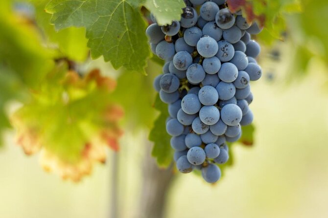 Private Wine Trip to Saint-Emilion Aboard Vintage French Presidential Car - About Your Stay
