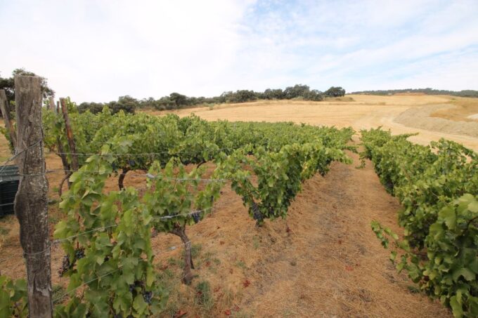 Private Winery Tour and Visit to Ronda - Historic City of Ronda