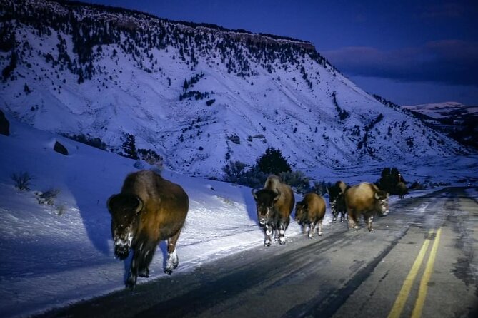 Private Winter Tour of Grand Teton National Park & Sleigh Ride - Preparing for the Tour