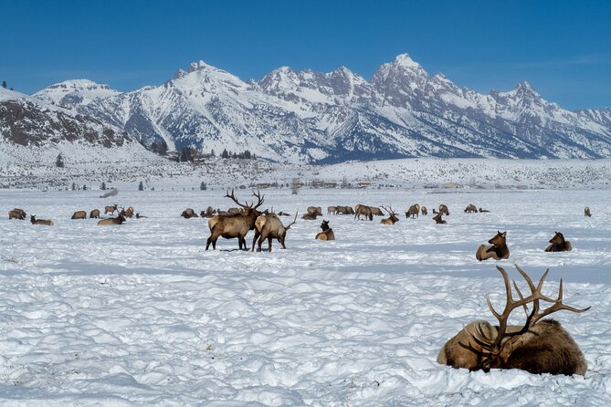 Private Winter Tour of Grand Teton National Park & Sleigh Ride - Booking and Pricing