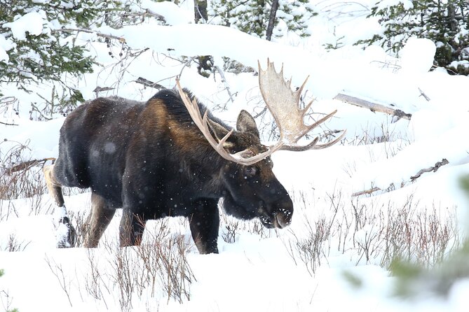 PRIVATE Wolf & Wildlife Watching in Yellowstones Lamar Valley - Observing Local Wildlife With a Guide