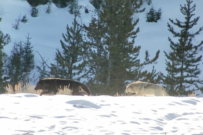 PRIVATE Wolf & Wildlife Watching in Yellowstones Lamar Valley - Inclusions and Whats Provided